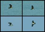 (01) osprey montage.jpg    (1000x720)    229 KB                              click to see enlarged picture